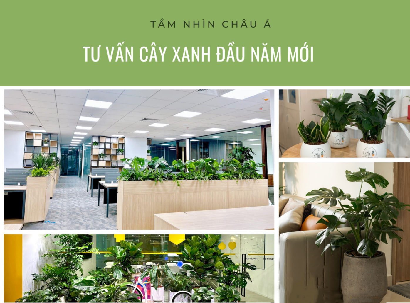 Trang trí cây xanh trong nhà Nâng tầm không gian sống
